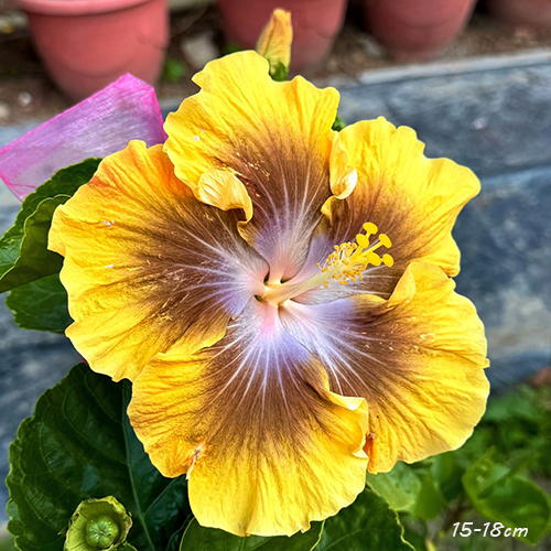 Taiwan Radiant Brilliance